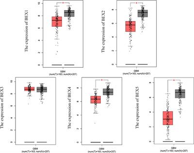 Comprehensive Analysis of the Brain-Expressed X-Link Protein Family in Glioblastoma Multiforme